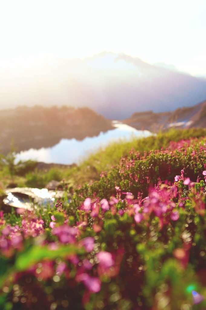 paysage de montagne avec un parterre fleuri